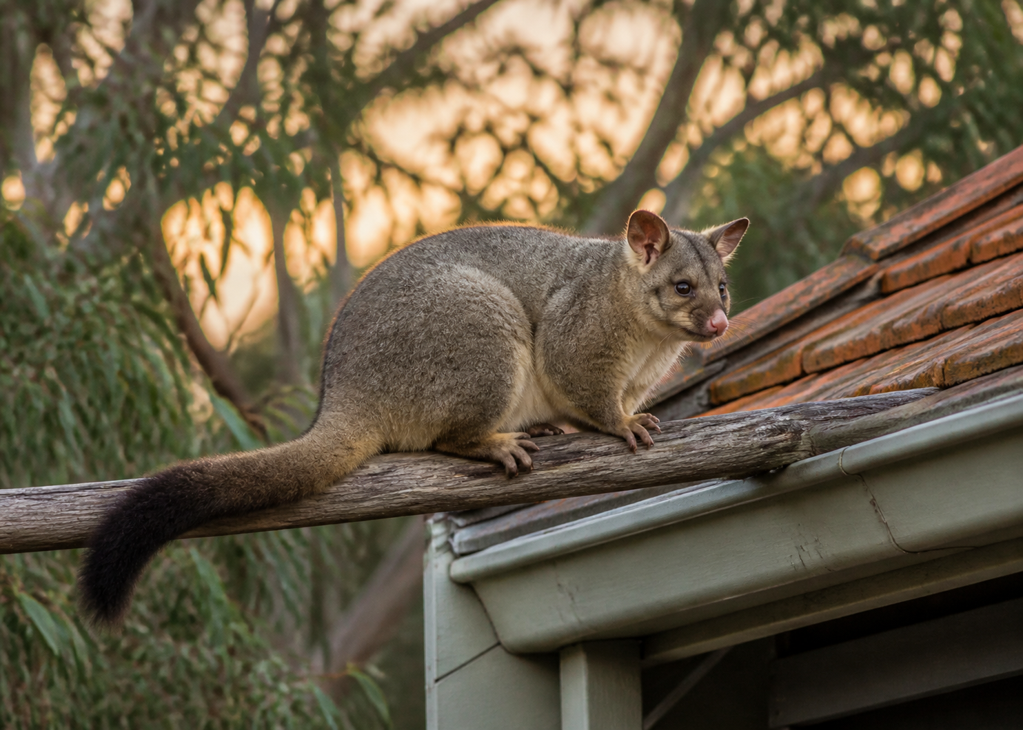 Common brushtail possum in a Melbourne roof