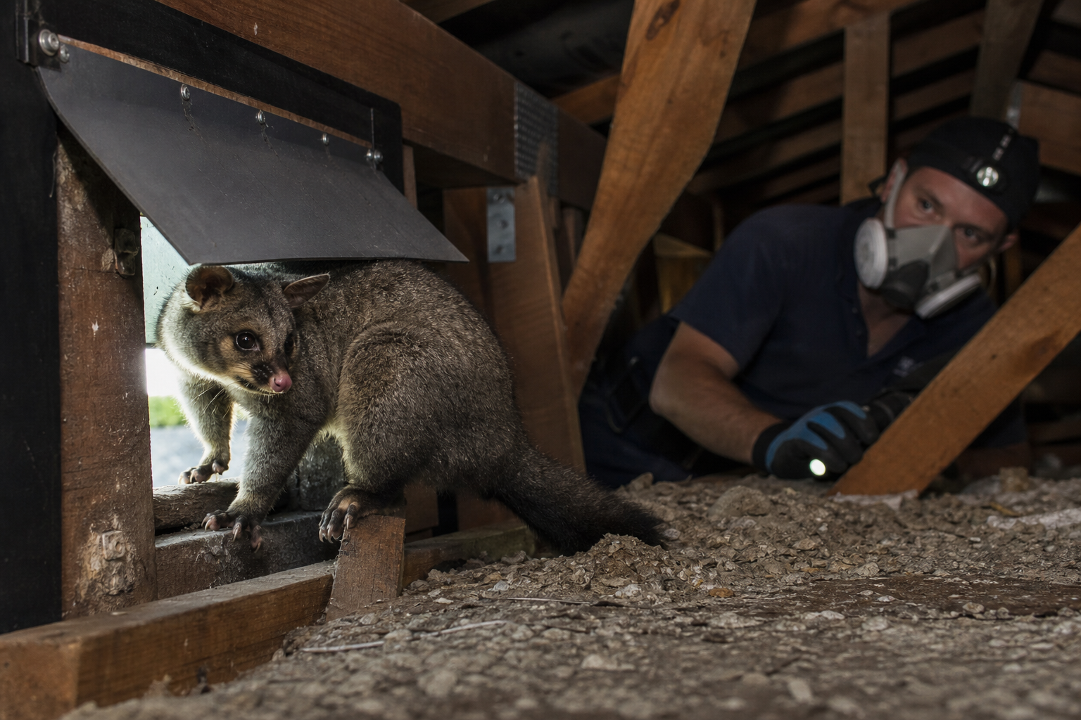 Melbourne home roofline sealed against possums